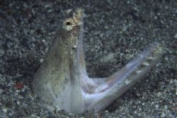 Really quite frightening! Crocodile Snake eel by Richard Smith 